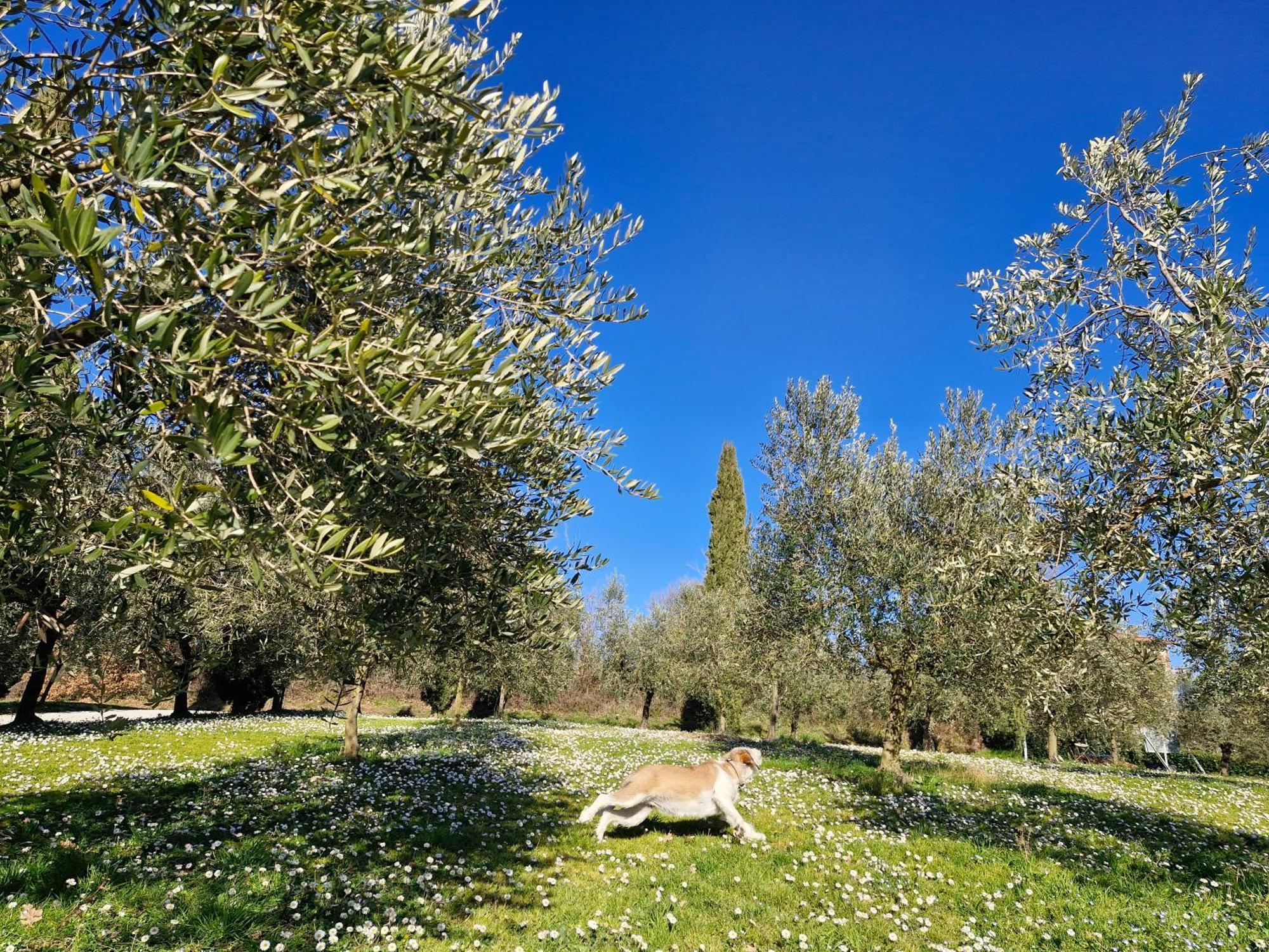 Agriturismo Val Della Pieve Анґ'ярі Екстер'єр фото