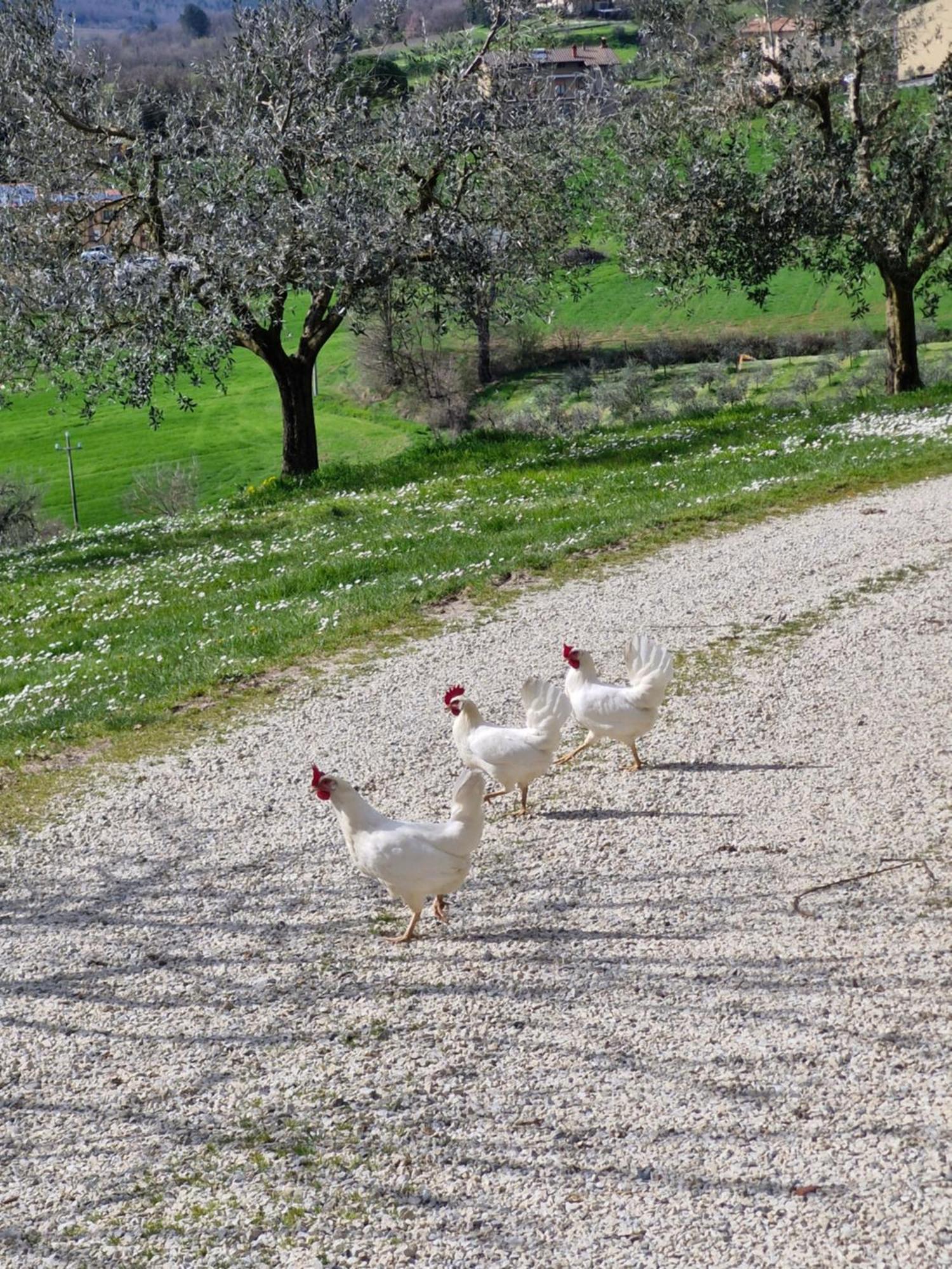Agriturismo Val Della Pieve Анґ'ярі Екстер'єр фото
