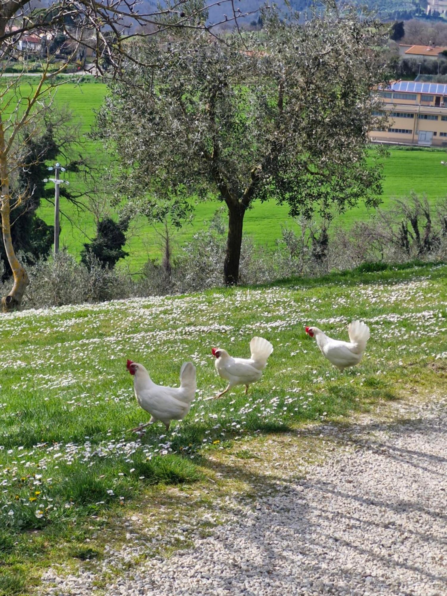 Agriturismo Val Della Pieve Анґ'ярі Екстер'єр фото